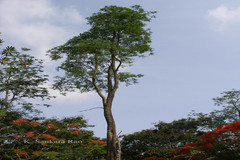 Millingtonia hortensis